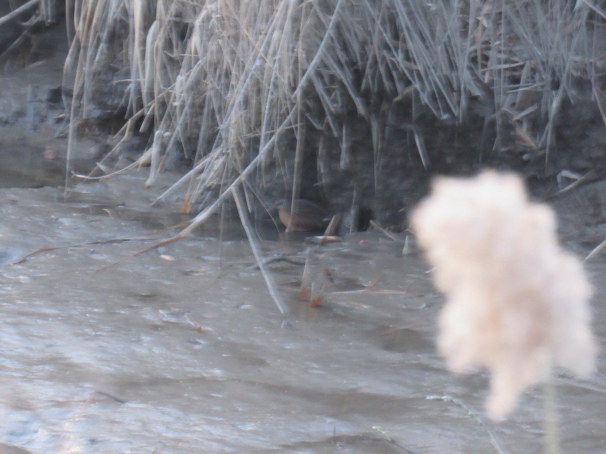 Virginia Rail - ML392529271