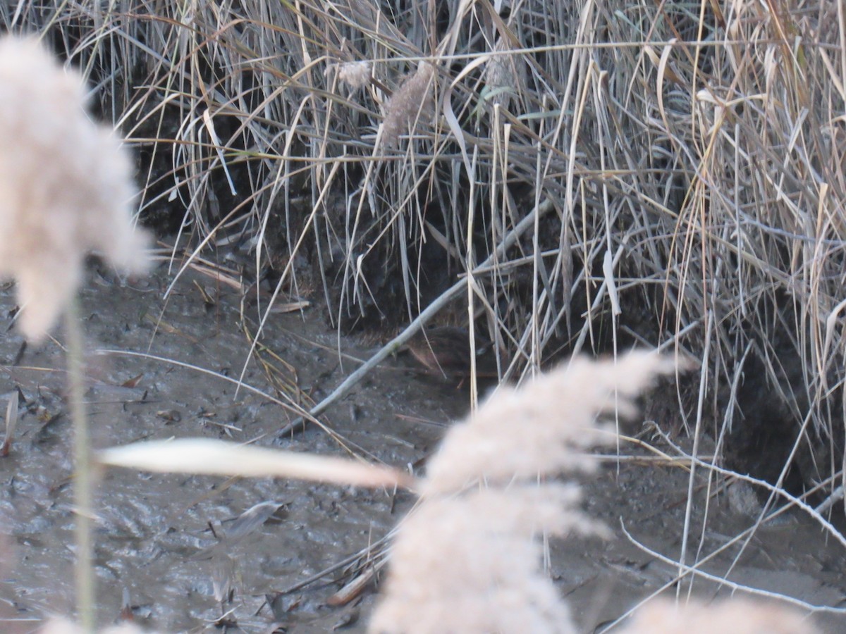 Virginia Rail - ML392529281