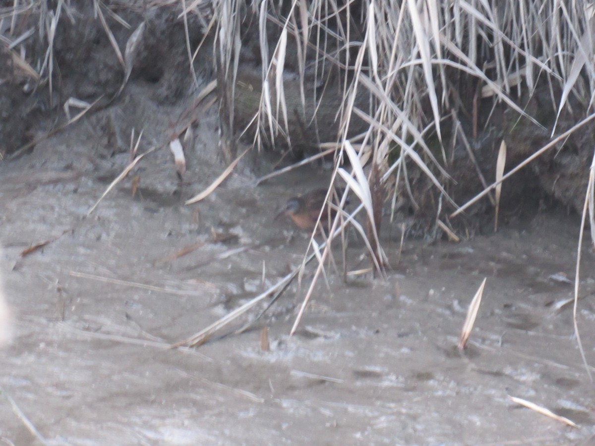 Virginia Rail - ML392529291