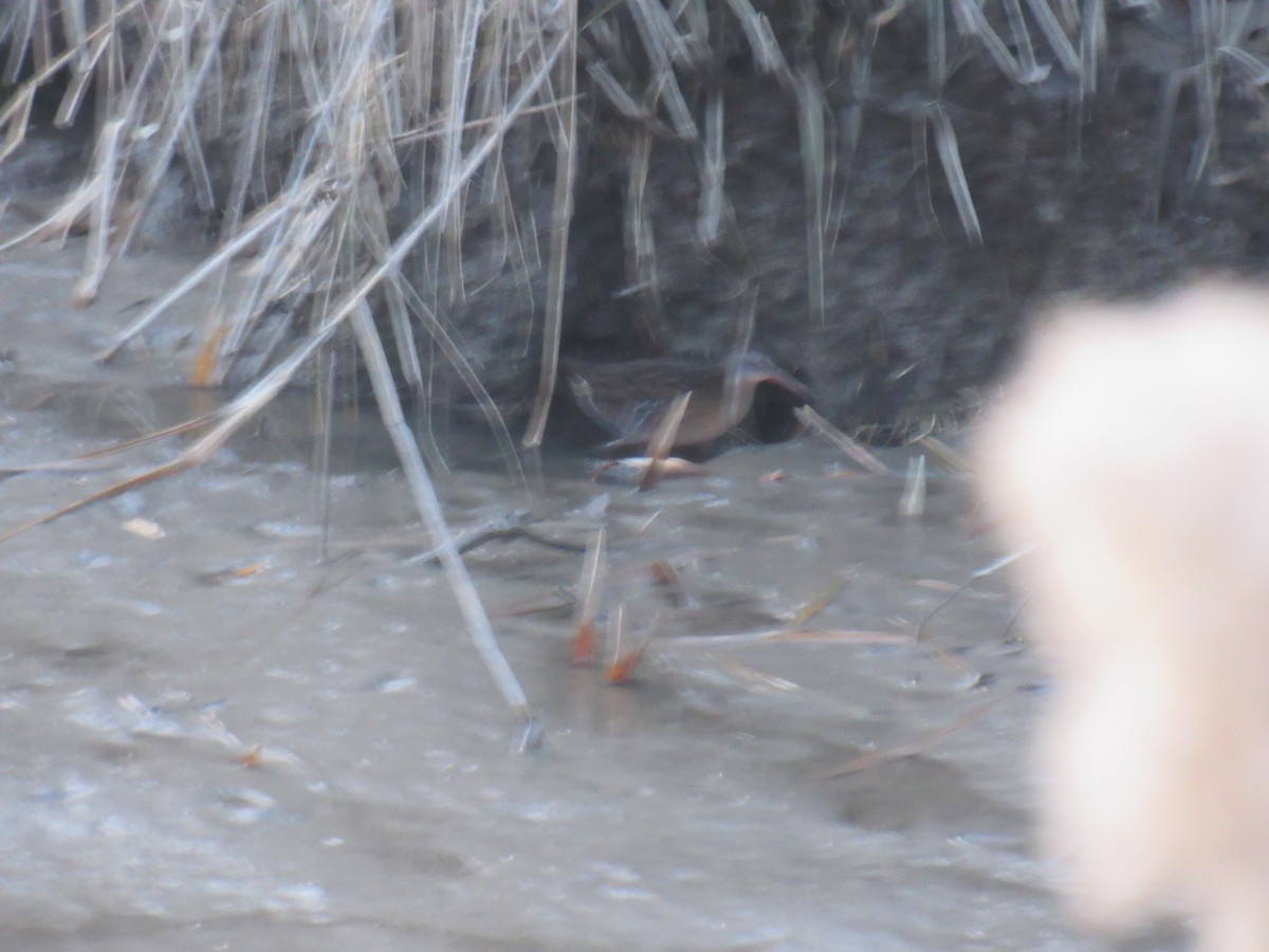 Virginia Rail - ML392529321