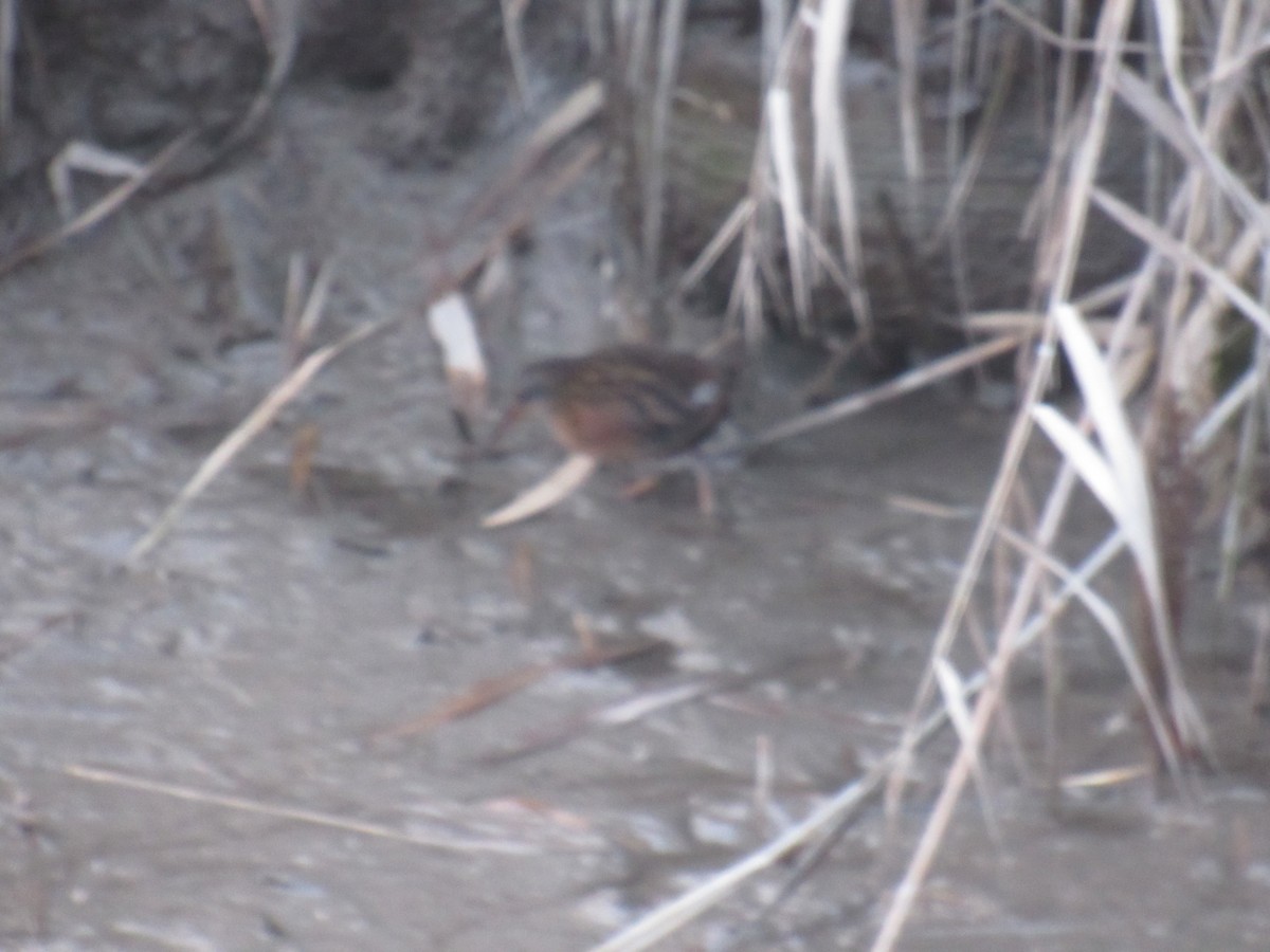 Virginia Rail - John Coyle