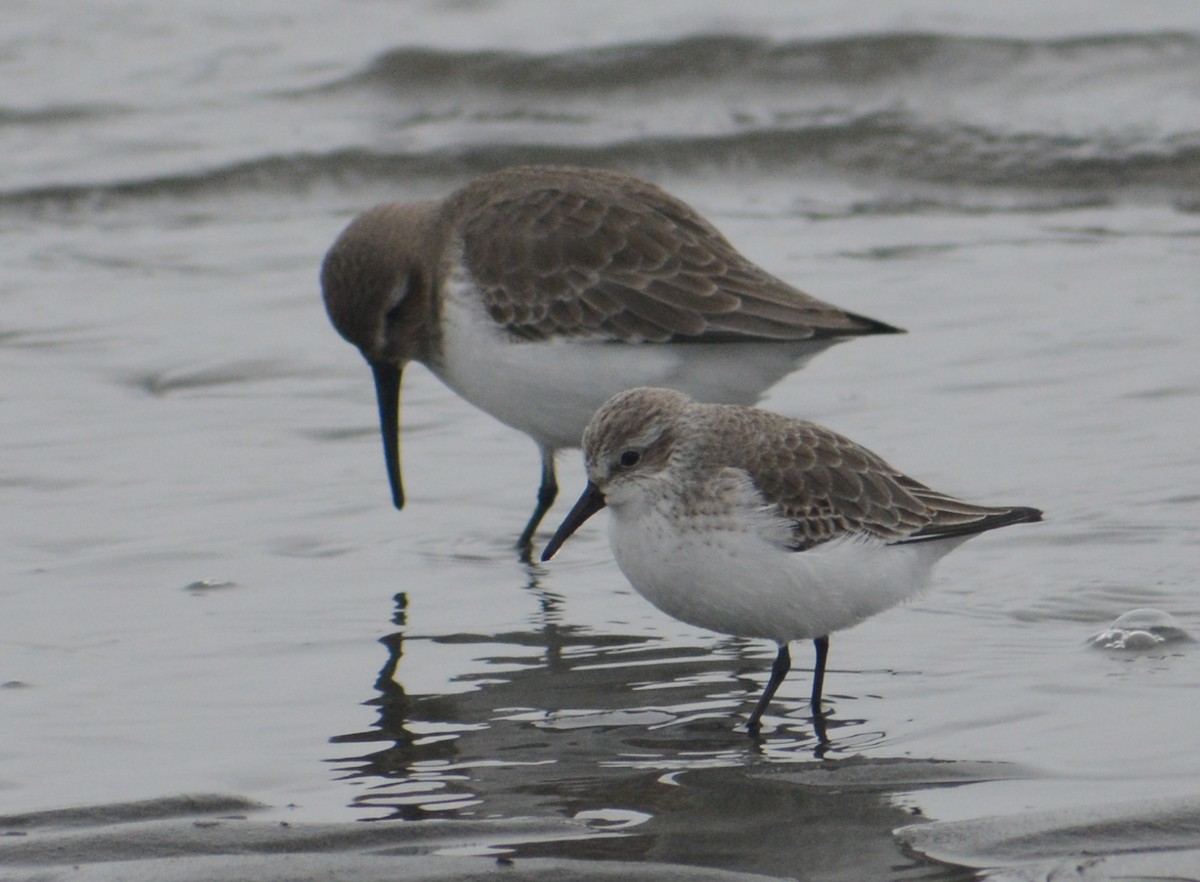 Western Sandpiper - ML392529601