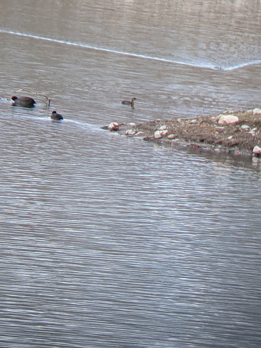 Pied-billed Grebe - ML392529651