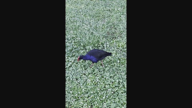 Australasian Swamphen - ML392530091