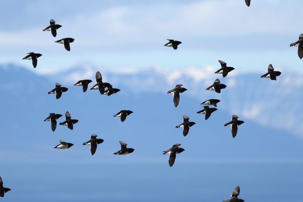 Dovekie - ML392531511