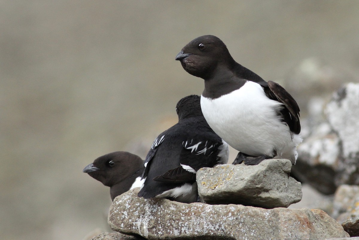 Dovekie - ML392531531