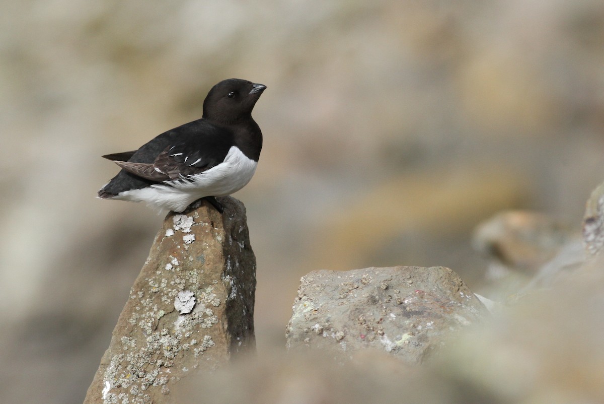 Dovekie - ML392531541