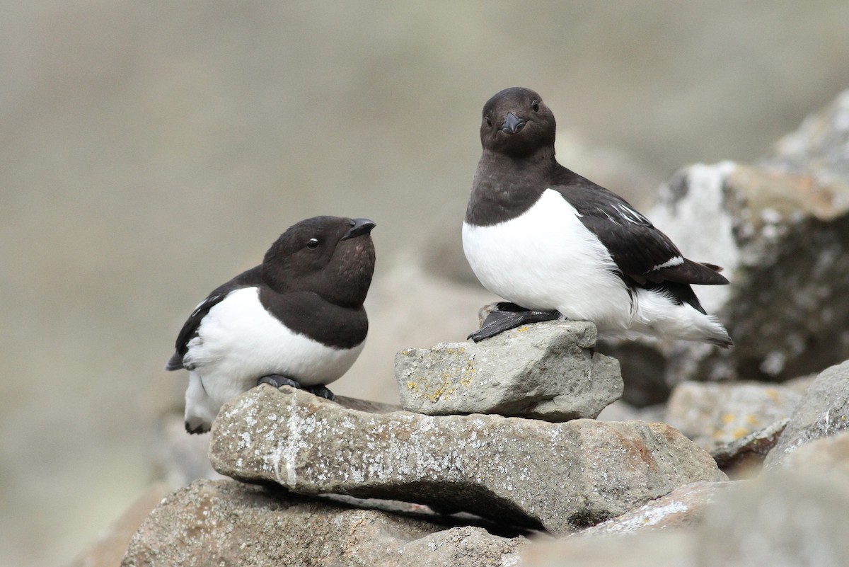 Dovekie - ML392531551