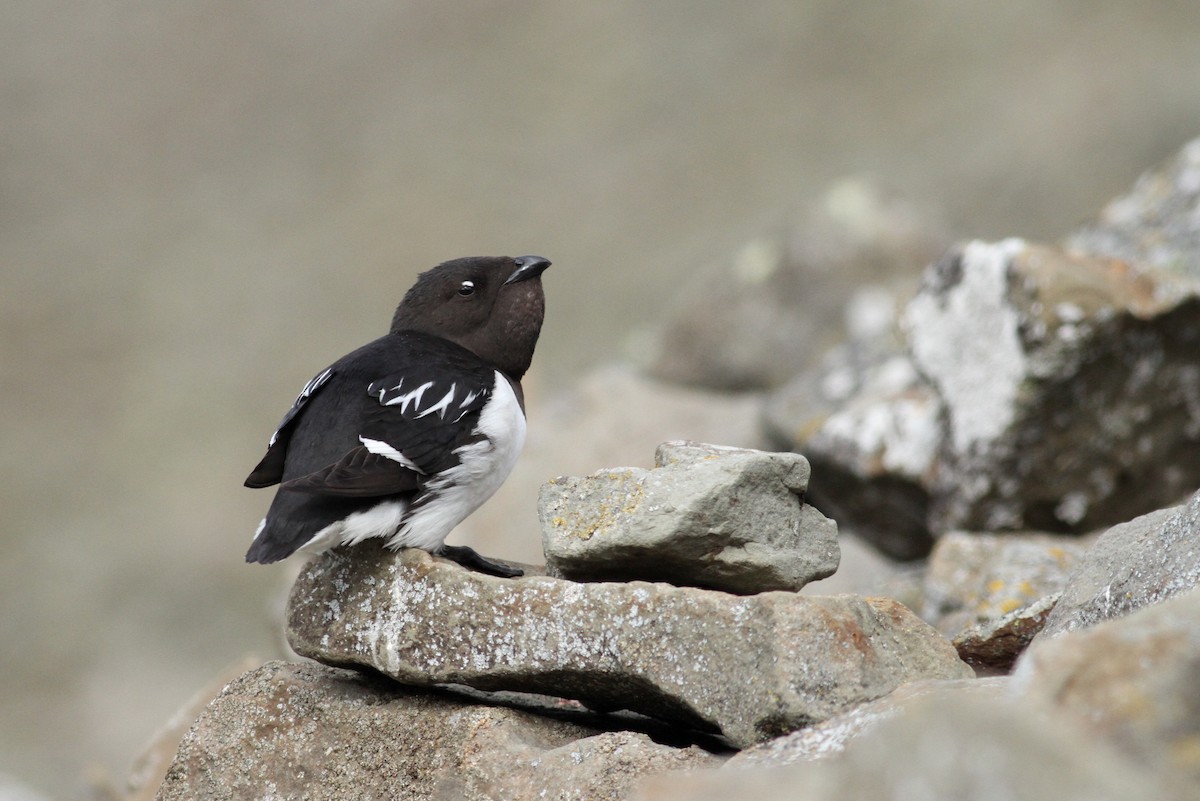 Dovekie - ML392531571