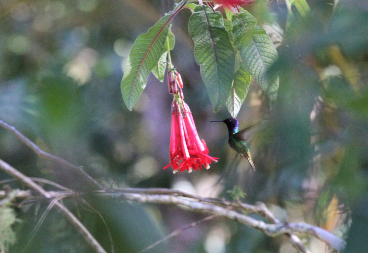 Golden-tailed Sapphire - ML392531731