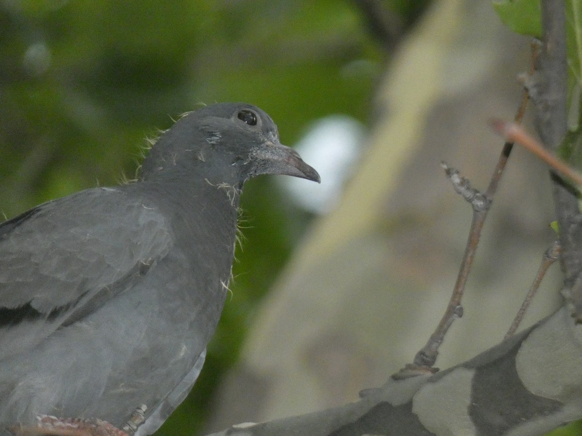 Rock Pigeon (Feral Pigeon) - Glenn Vakalala