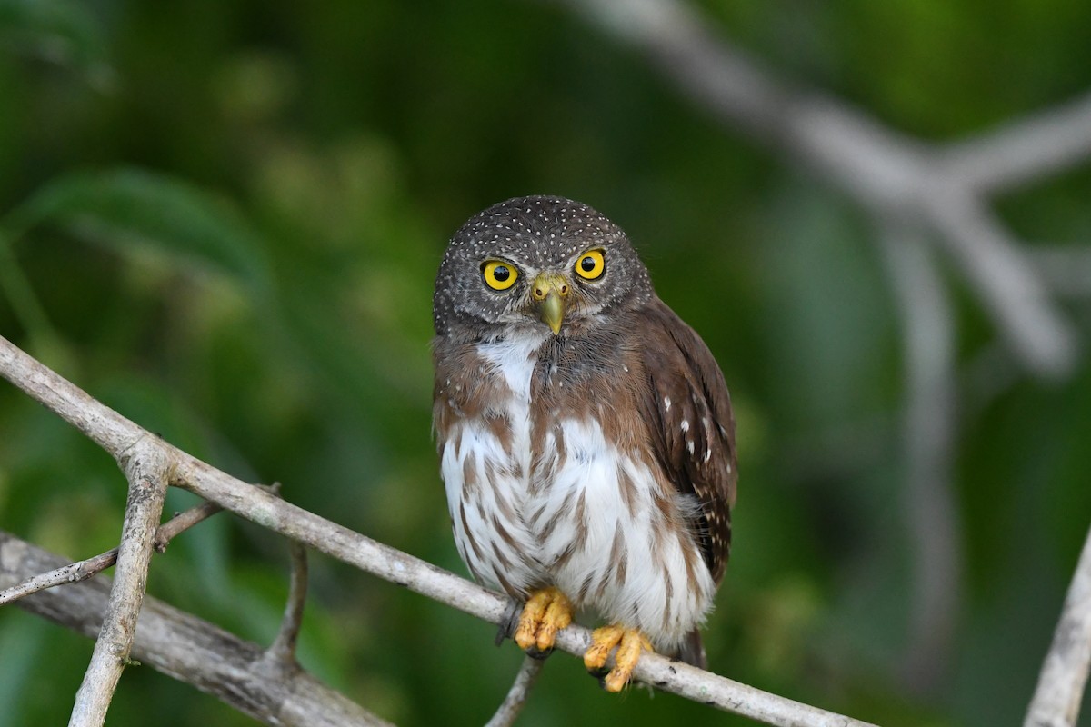 Amazonian Pygmy-Owl - ML392534691