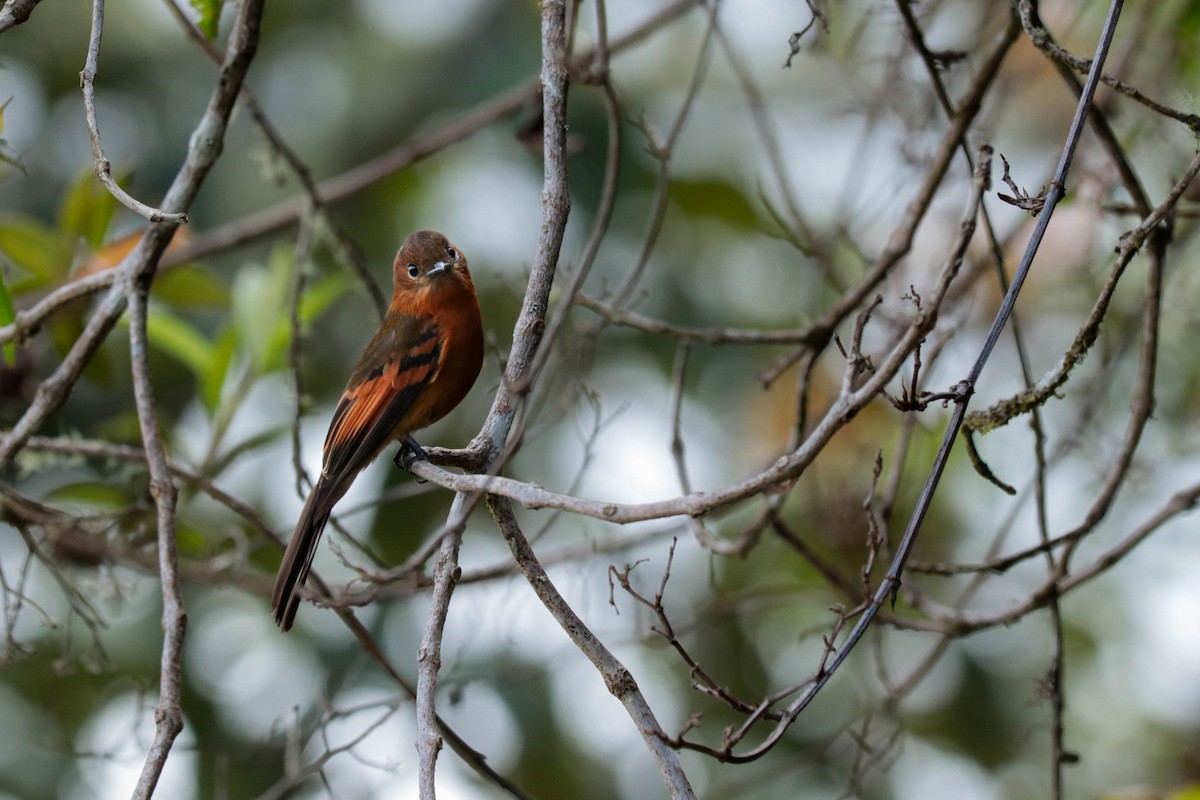 Cinnamon Flycatcher - ML392536051