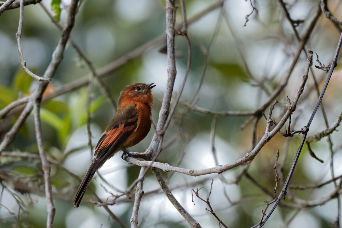 Cinnamon Flycatcher - ML392536061