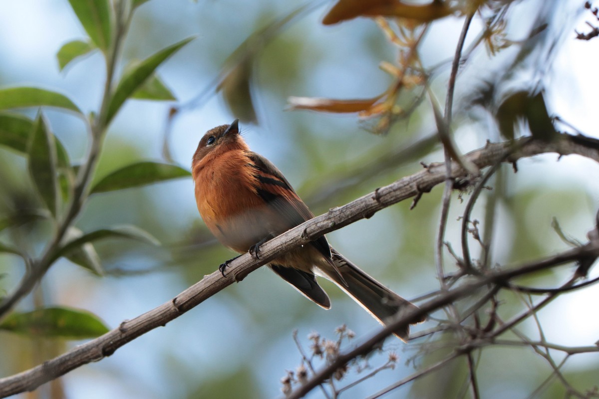 Cinnamon Flycatcher - ML392536101