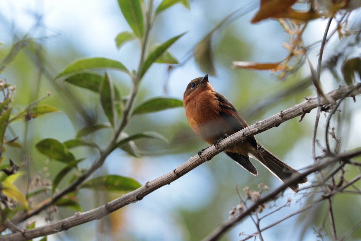 Cinnamon Flycatcher - David Chang van Oordt