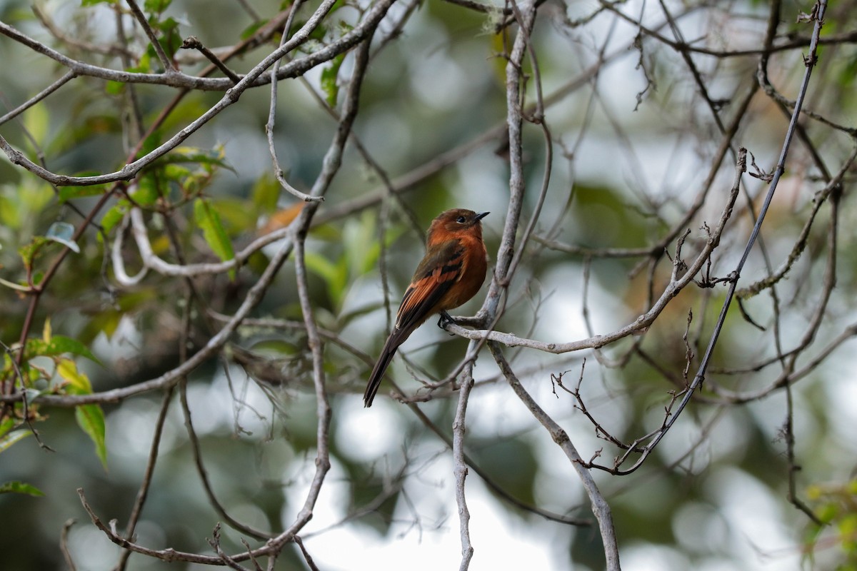 Cinnamon Flycatcher - ML392536131