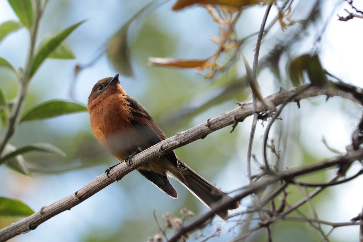 Cinnamon Flycatcher - David Chang van Oordt