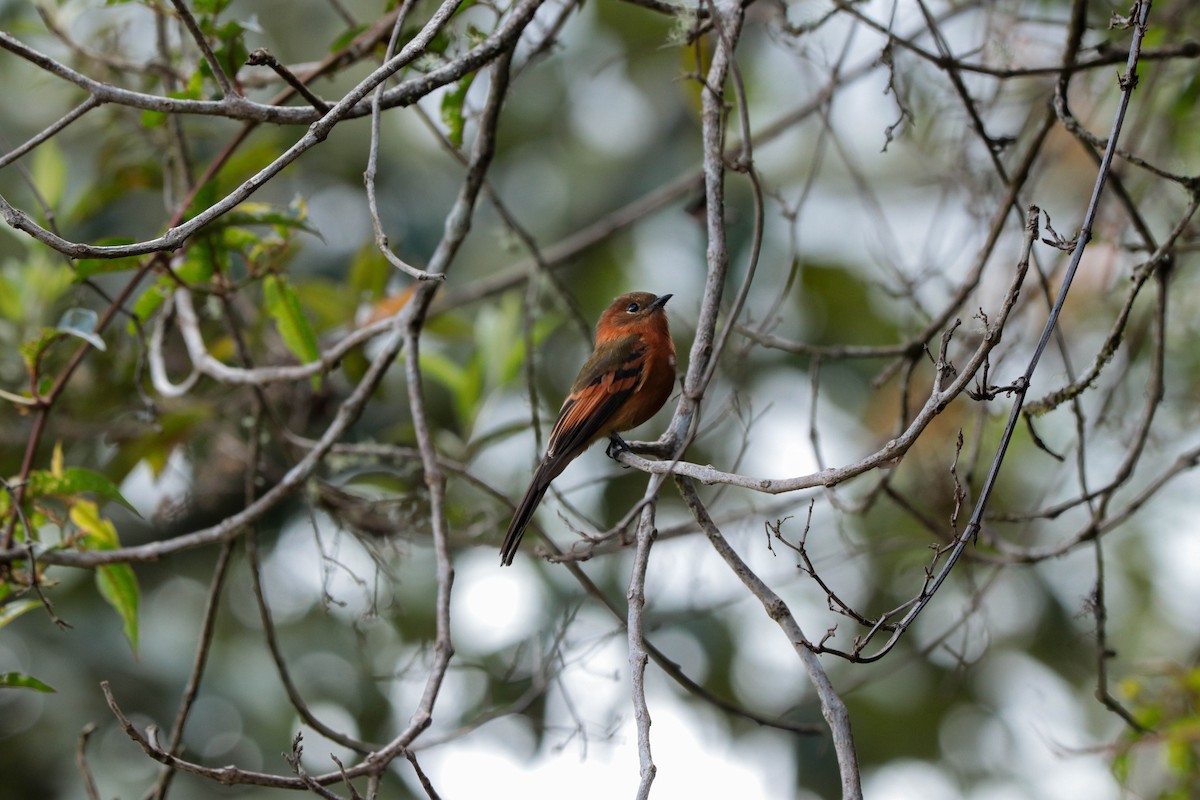 Cinnamon Flycatcher - ML392536151