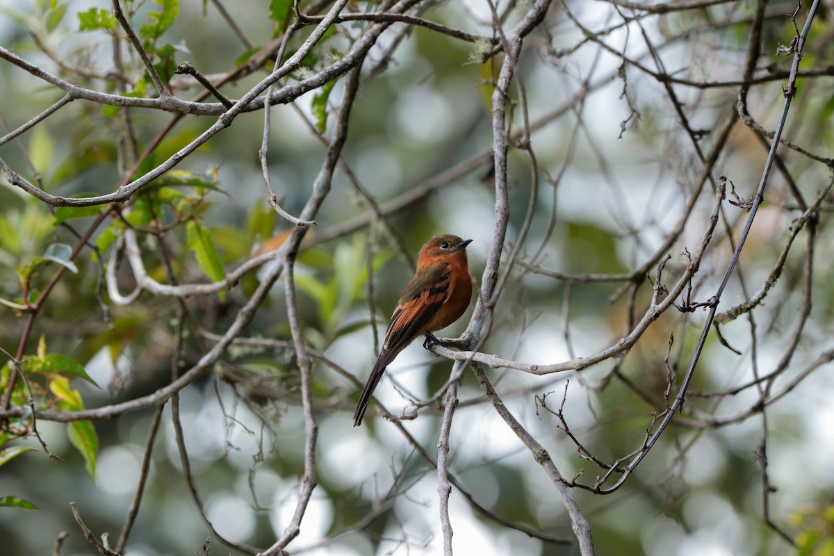 Cinnamon Flycatcher - ML392536191