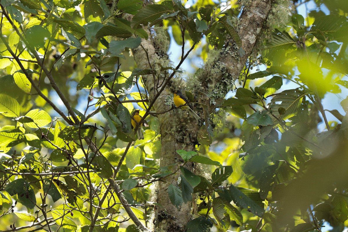 Spectacled Redstart - ML392537151