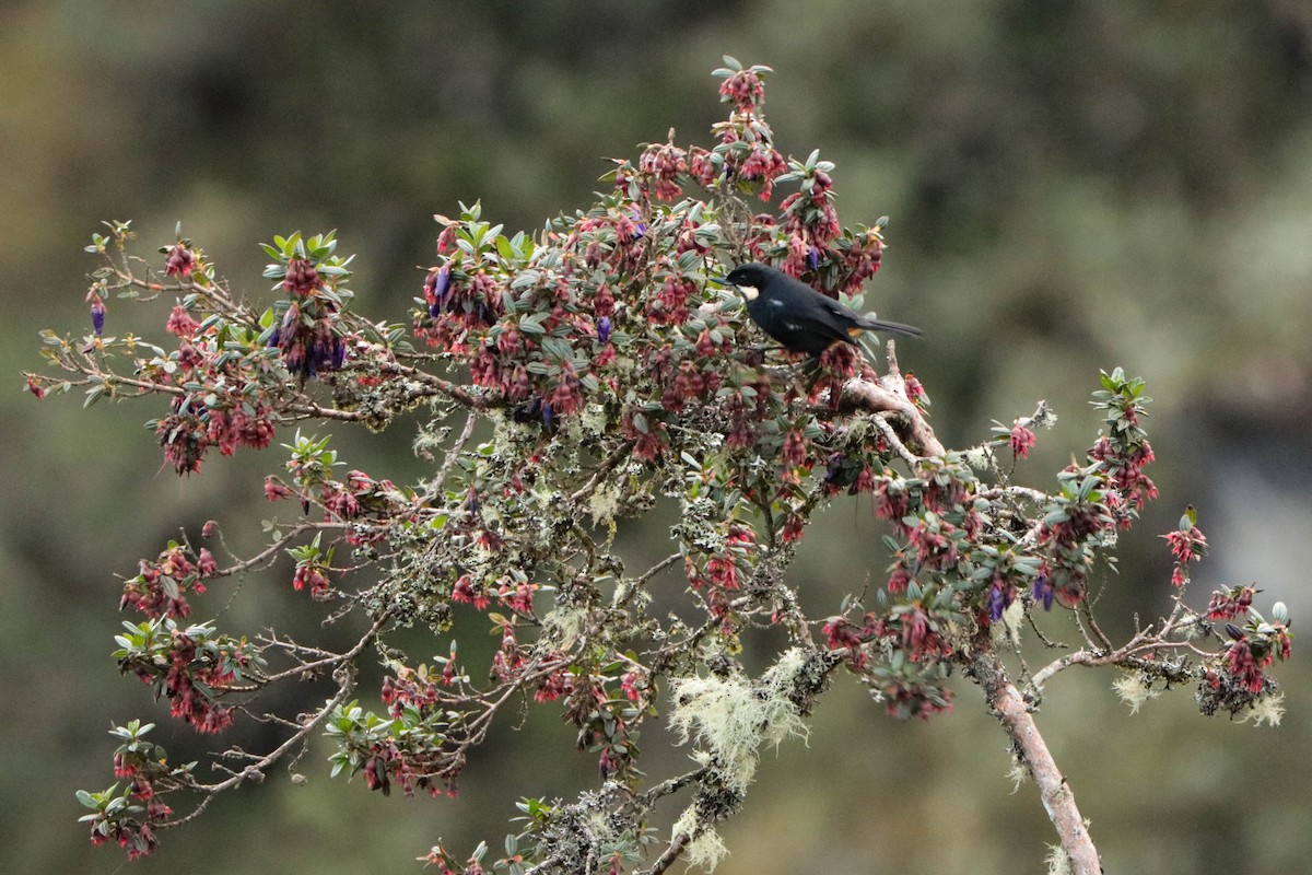 Moustached Flowerpiercer - ML392538951