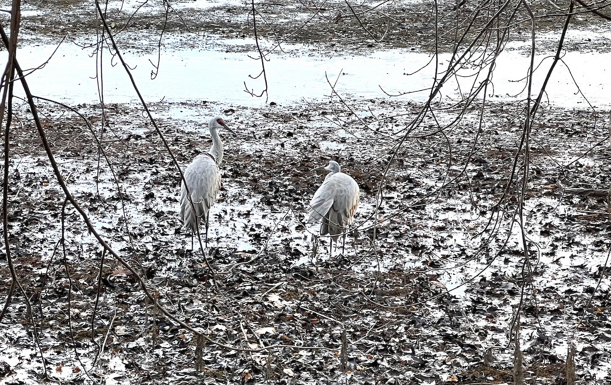 Sandhill Crane - ML392541151