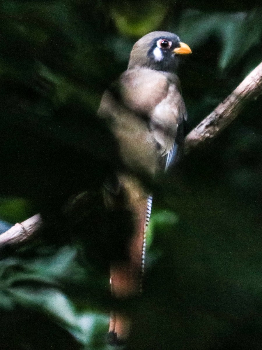 Trogon élégant - ML392541581