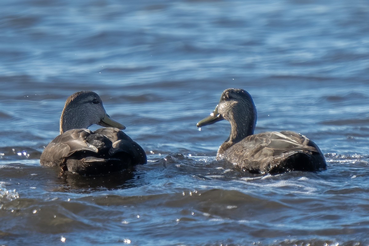 Canard noir - ML392542171