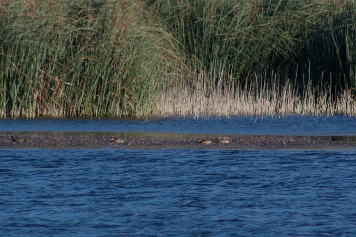 Green-winged Teal - ML39254221