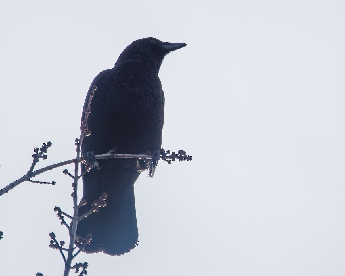 amerikakråke - ML392545691