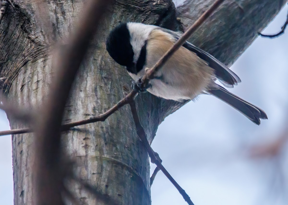 amerikameis - ML392545751