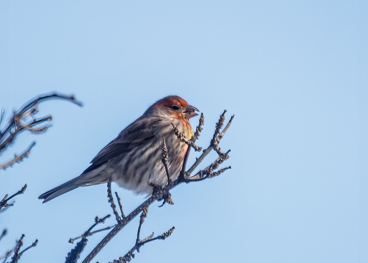 husrosenfink - ML392545851