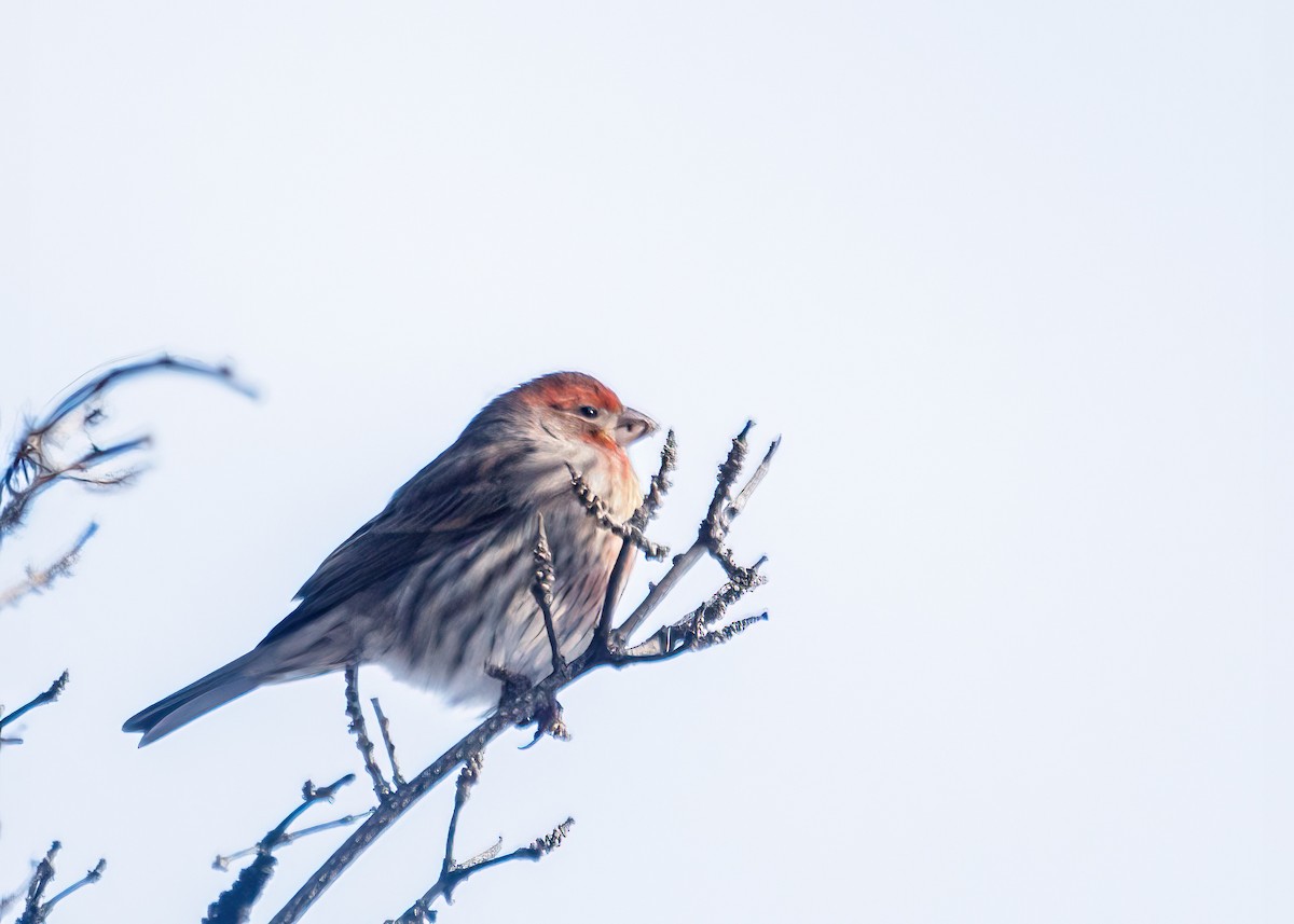 husrosenfink - ML392545871