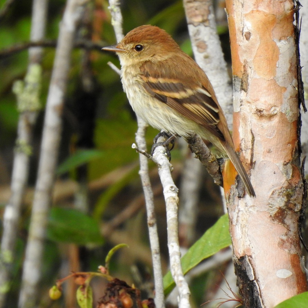 Bran-colored Flycatcher - ML392546161