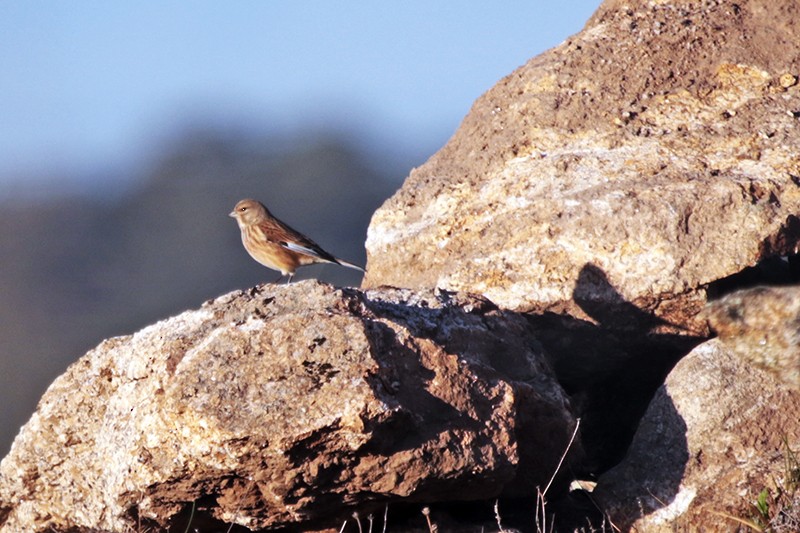 Eurasian Linnet - ML39254641