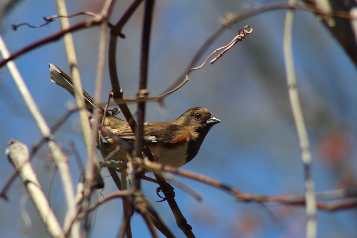 Eastern Towhee - ML39254691