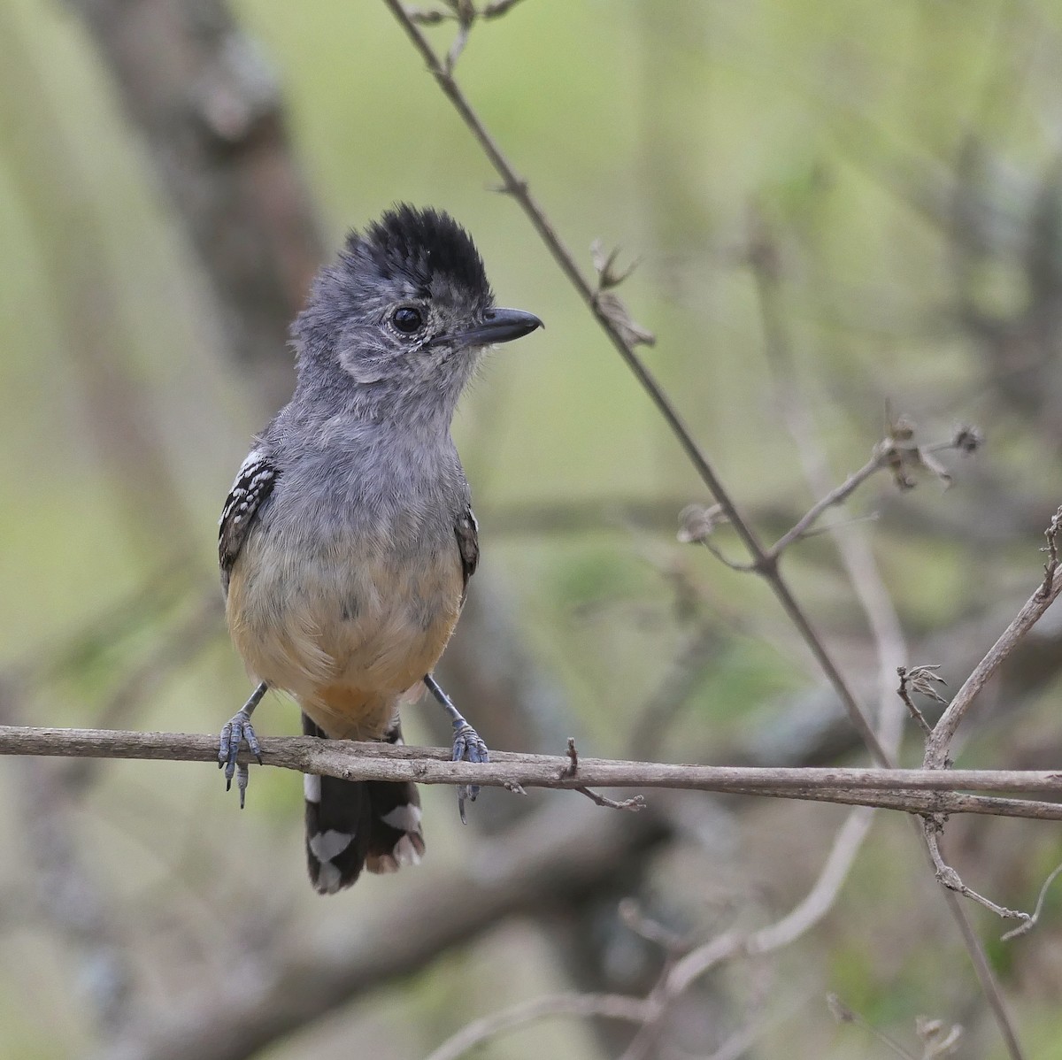 Variable Antshrike - ML392548701