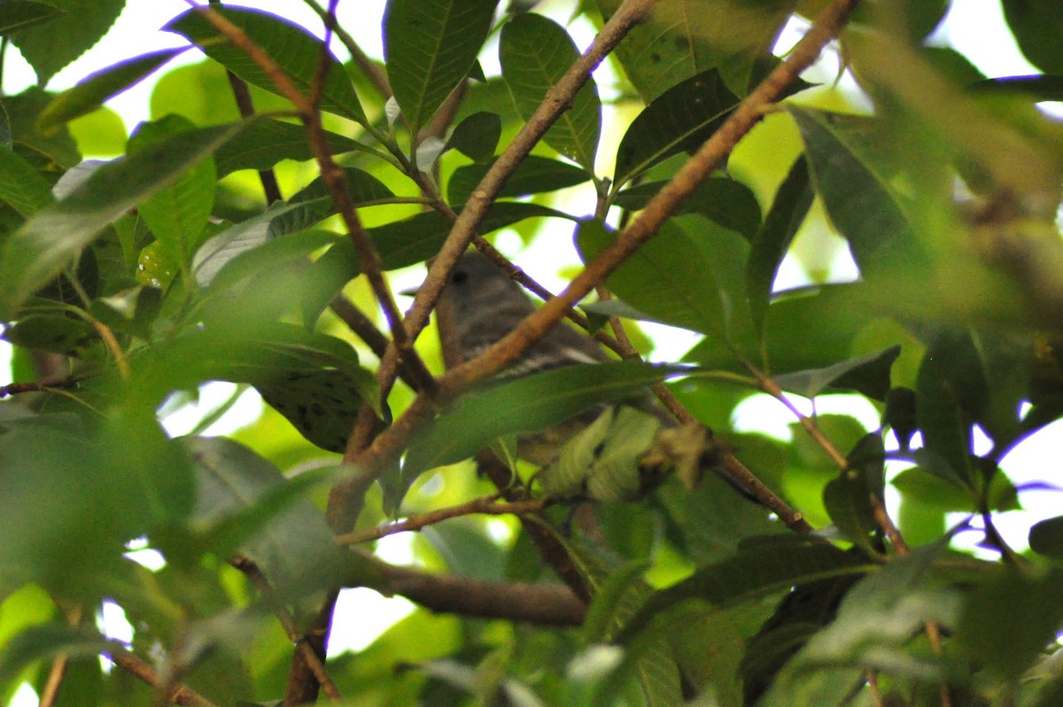 Small-billed Elaenia - Tommie Rogers