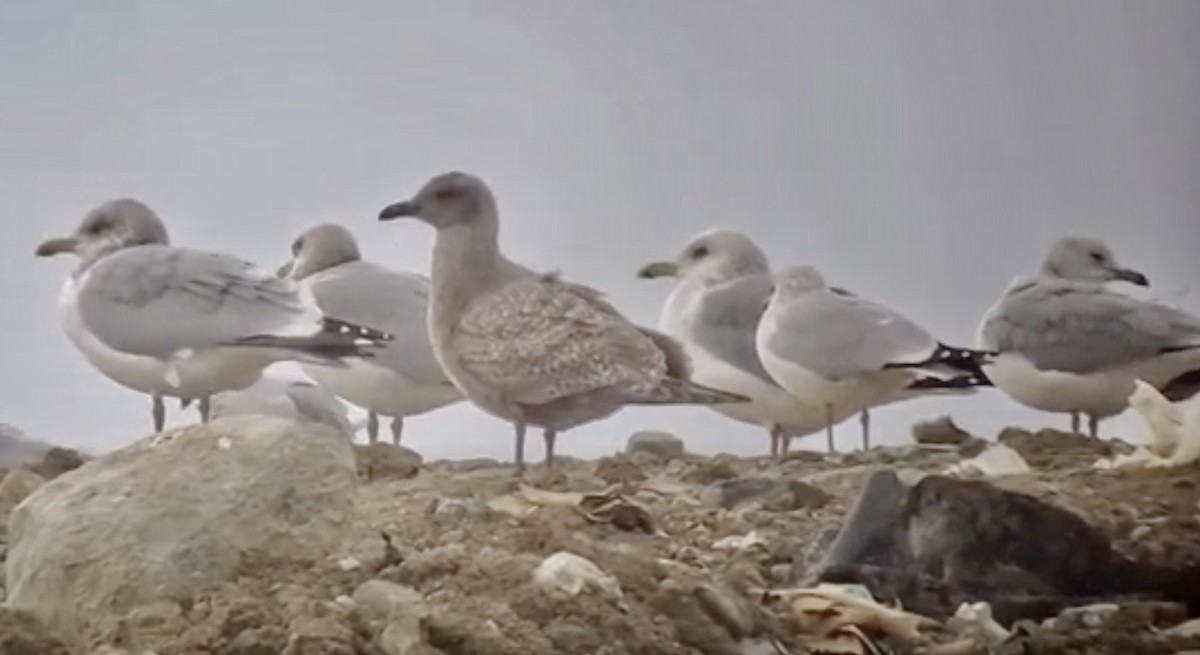 Gaviota Groenlandesa (thayeri) - ML392551401