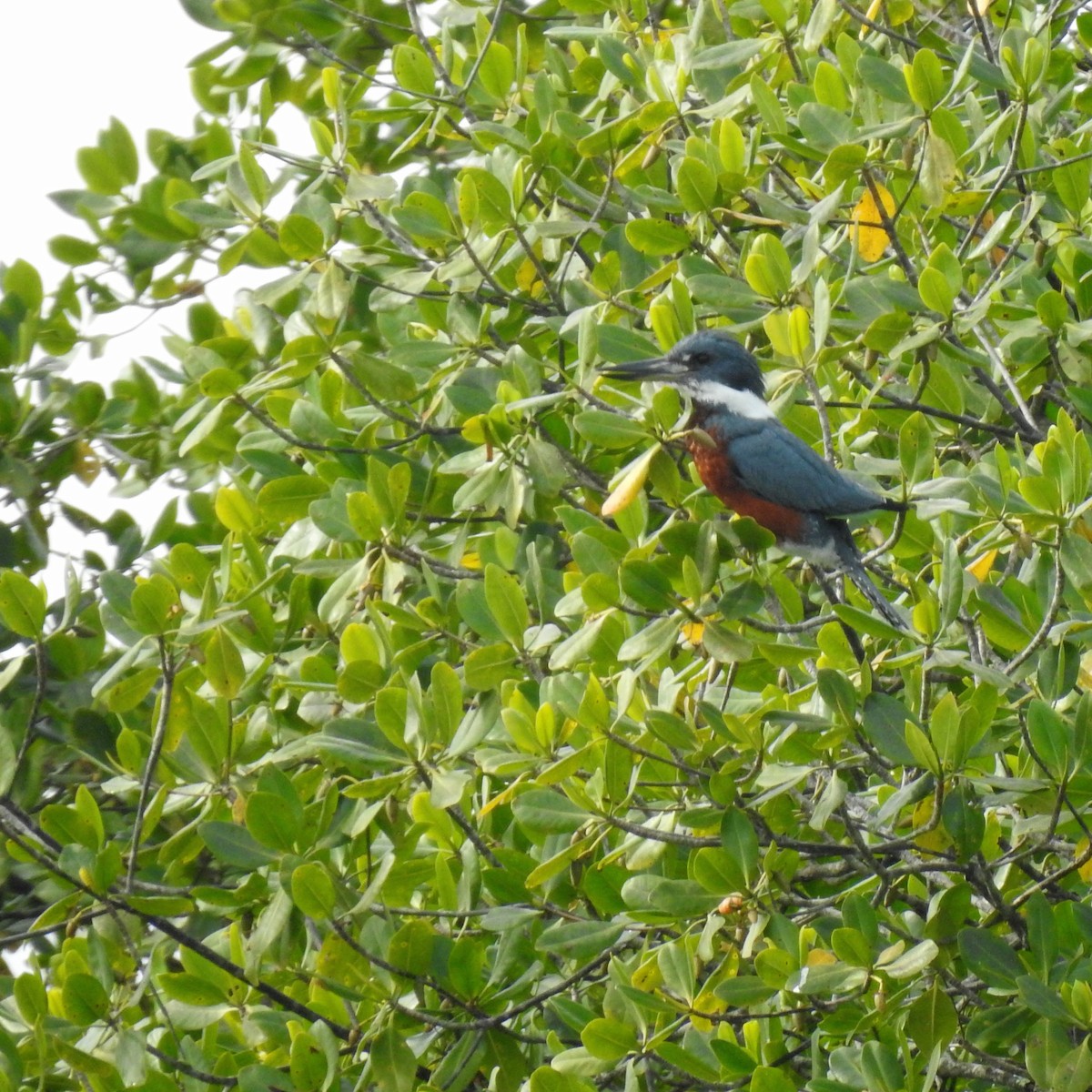 Ringed Kingfisher - ML392551691