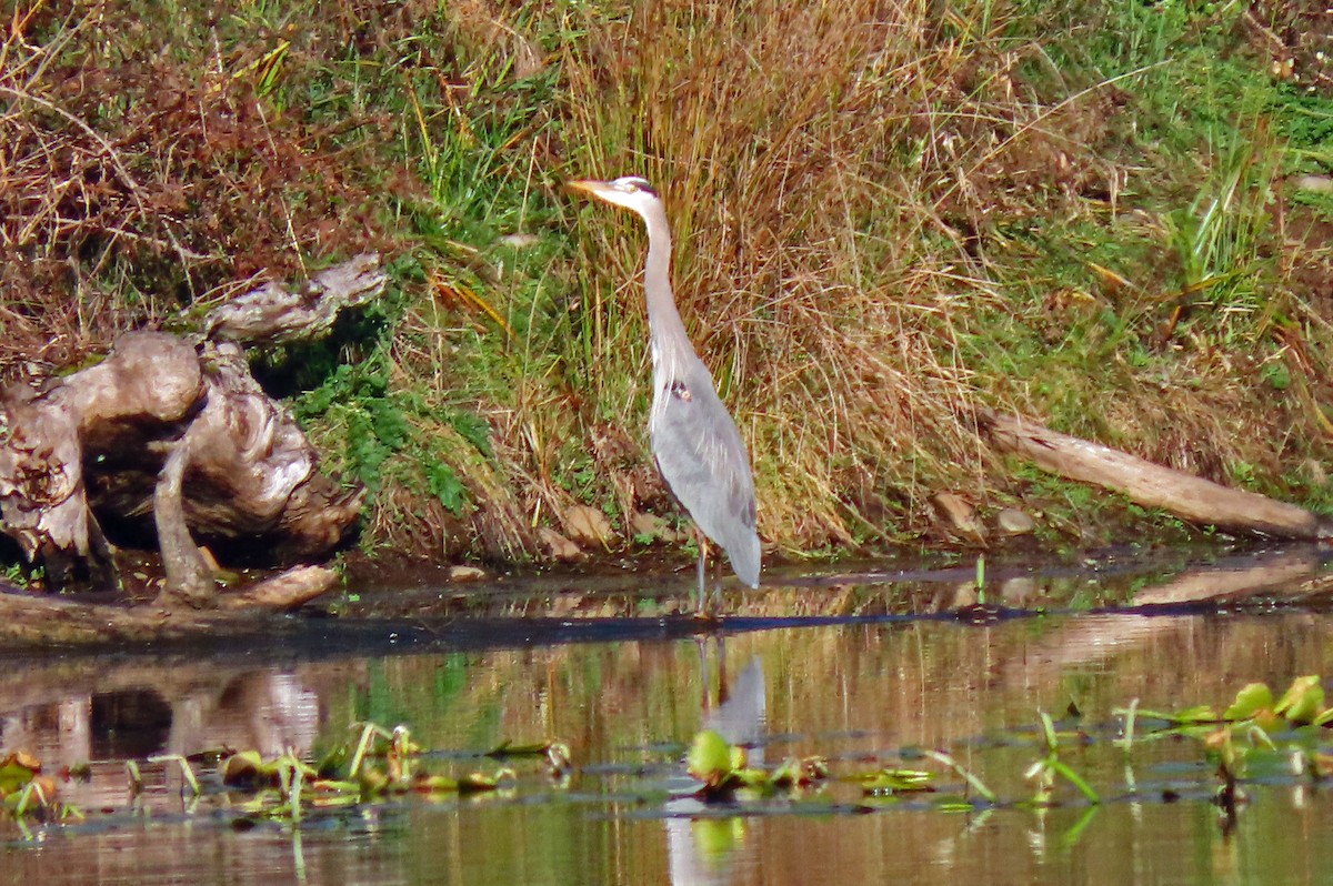 Great Blue Heron - ML392552571