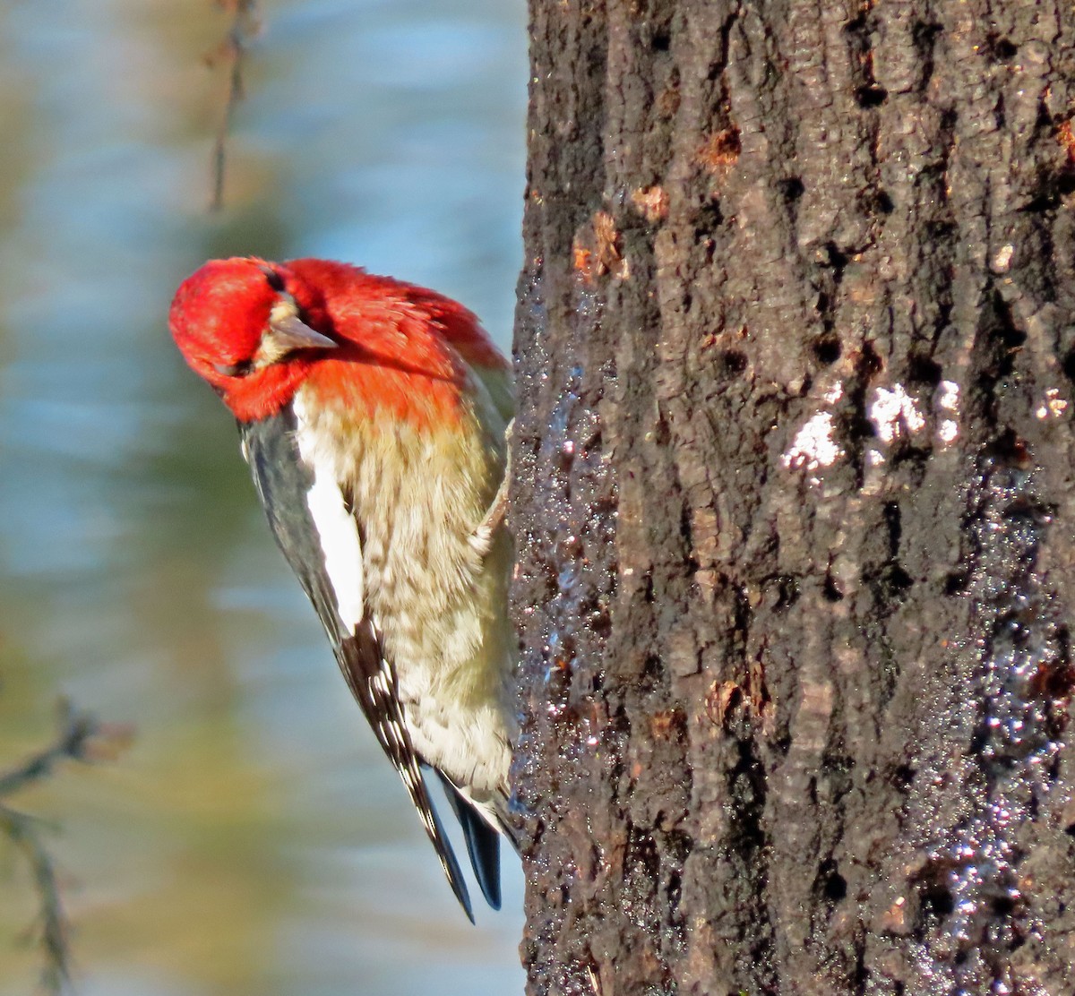 Red-breasted Sapsucker - ML392554481