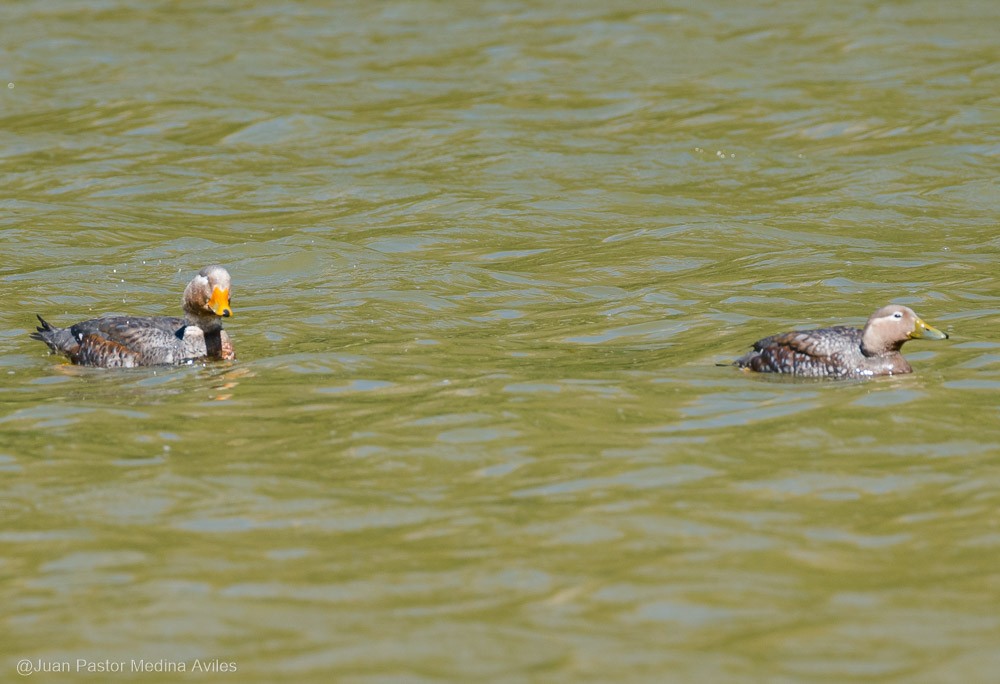 Flying Steamer-Duck - ML392556841