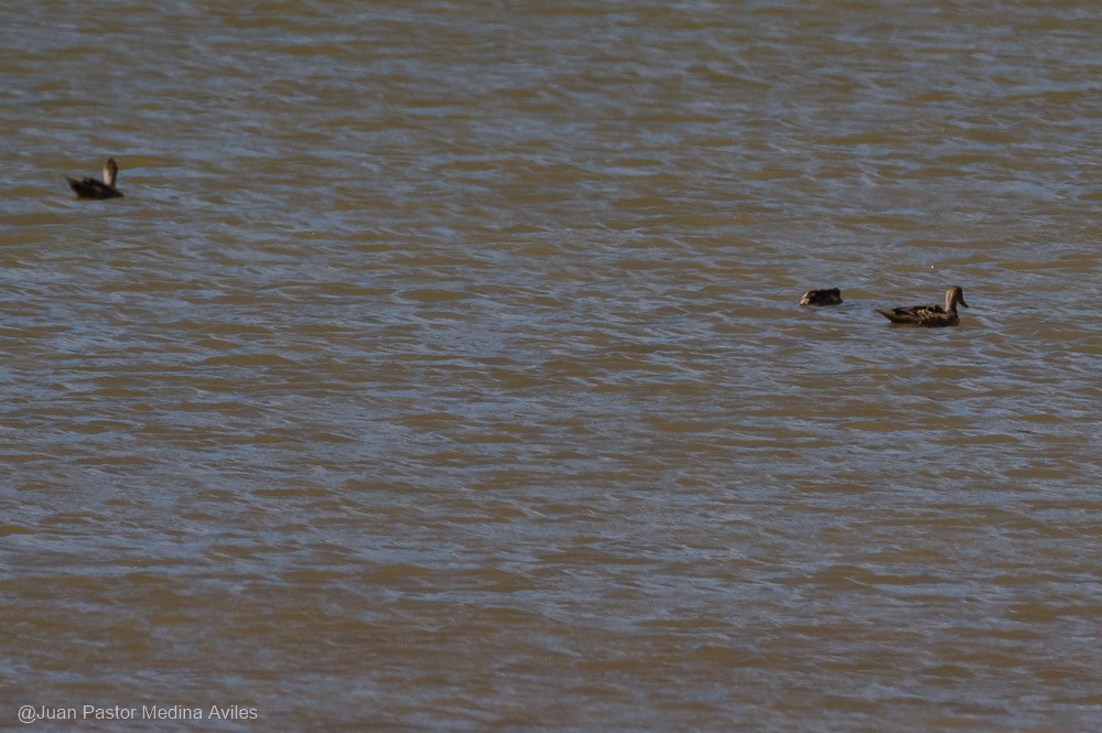 Yellow-billed Pintail - Juan Pastor Medina Avilés