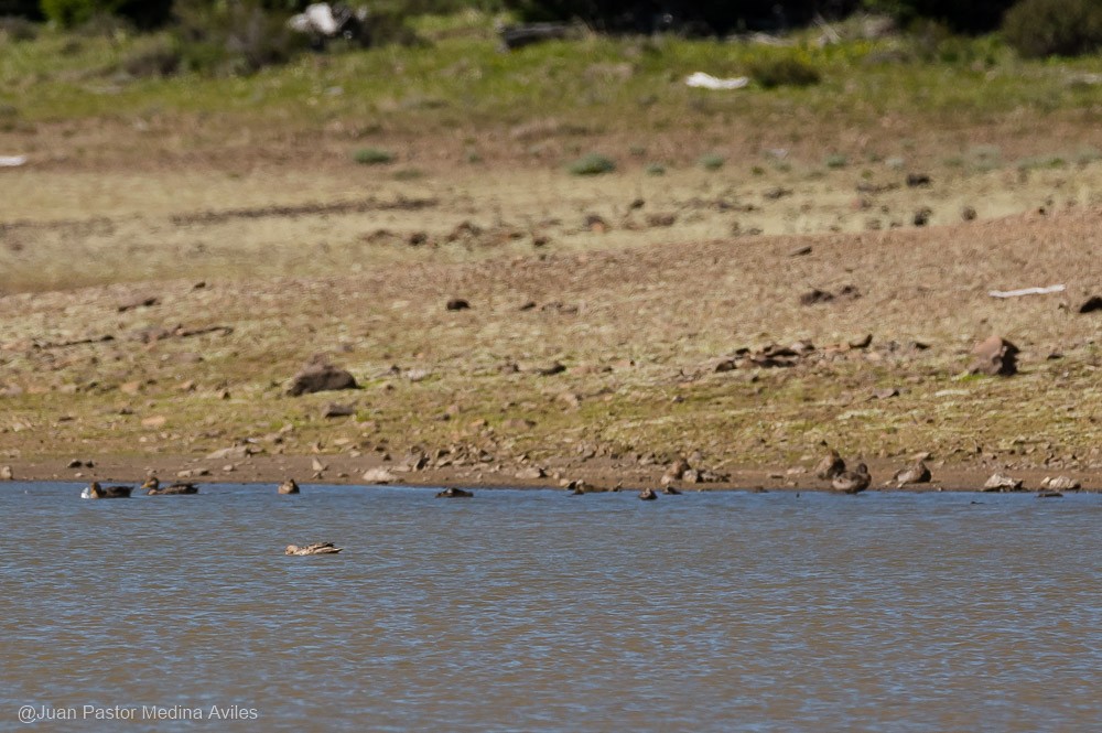 Yellow-billed Pintail - ML392557001