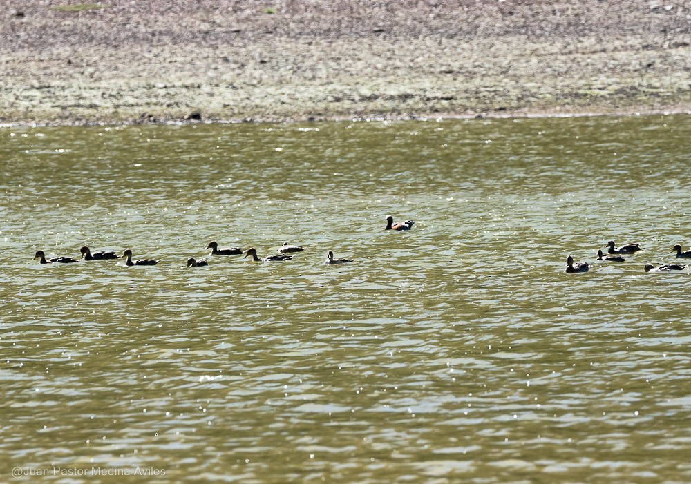 Yellow-billed Pintail - ML392557031