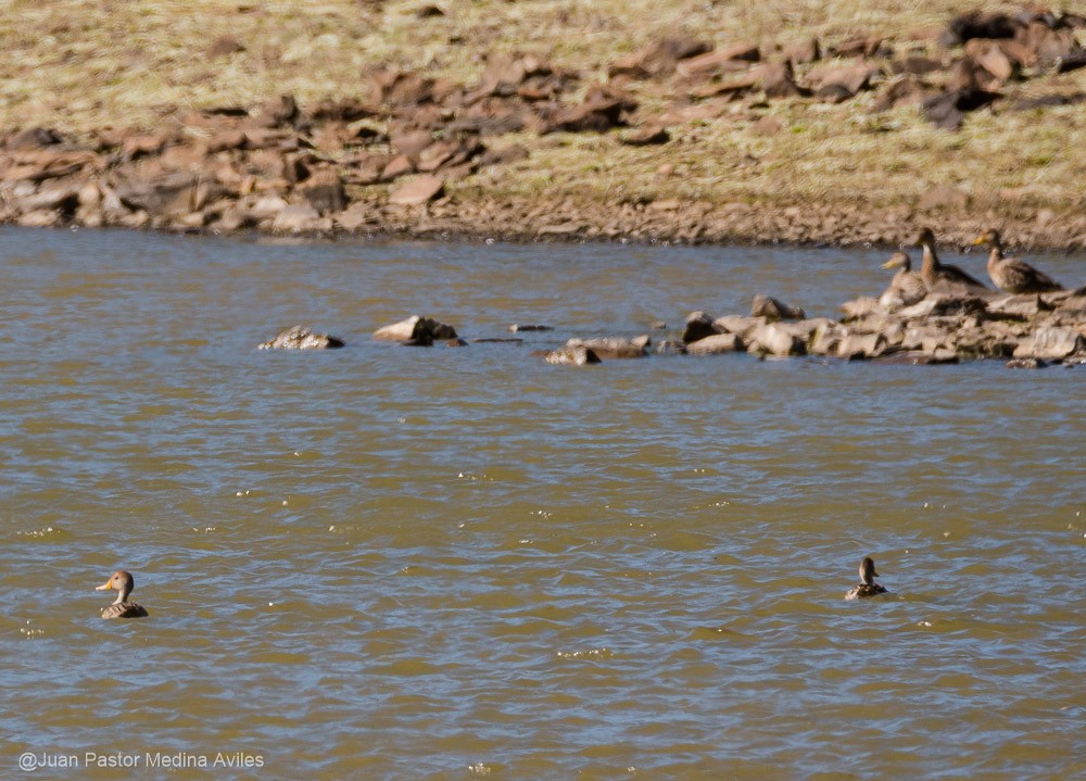 Yellow-billed Pintail - ML392557081