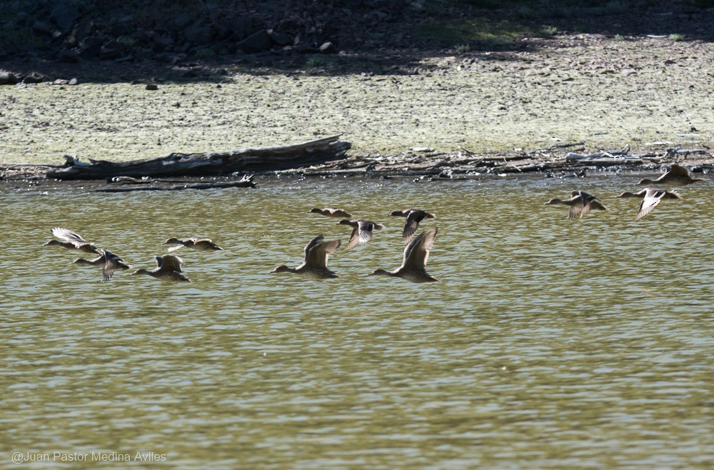 Yellow-billed Pintail - ML392557171