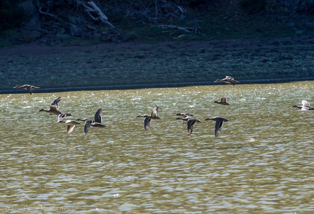 Yellow-billed Pintail - ML392557271